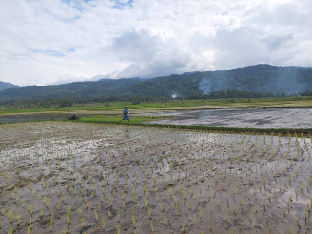 Ilustrasi sawah yang baru ditanami. Foto: dokumentasi pribadi