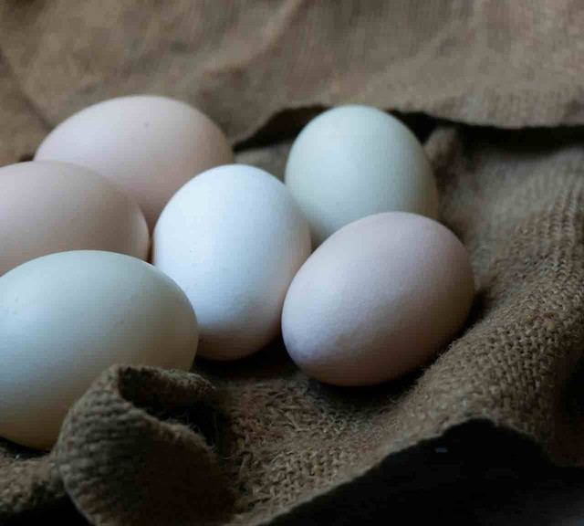 ilustrasi telur bebek (Pexels)