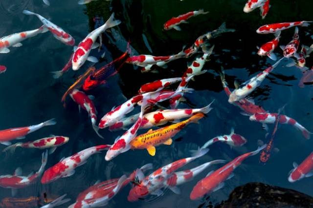 Ilustrasi apa itu koi ogon?, sumber foto: Quang Nguyen Vinh by pexels.com