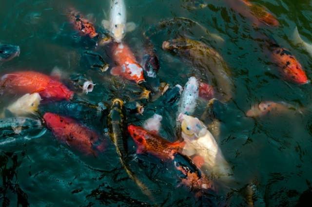 Ilustrasi apa itu sumi pada ikan koi?, sumber foto: Claudia Solari by pexels.com