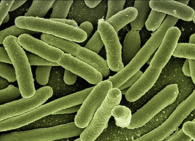 Ilustrasi Gambar Bakteri Pengurai Source:Pixabay:Geralt