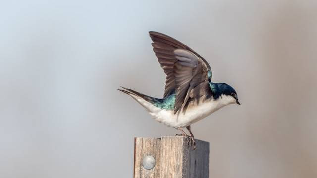 Apakah Burung Walet Takut dengan Asap? Foto Hanya Ilustrasi. Sumber Foto: Unsplash.com/Patrice Bouchard