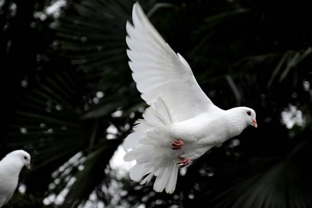 Bau yang Tidak Disukai Burung Merpati. Foto Hanya Ilustrasi. Sumber Foto: Unsplash.com/卡晨