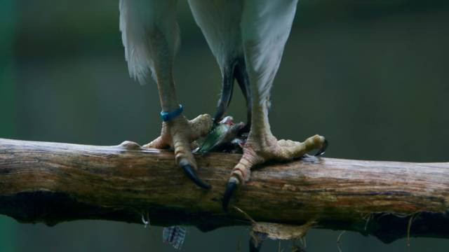 Kaki Elang di Konservasi Elang Kamojang. Foto: Claudio Gracia (sudah ada persetujuan).