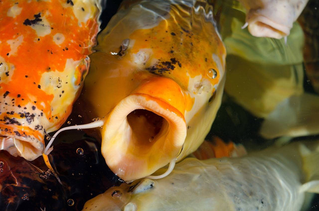 Ilustrasi jenis ikan koi yang jinak. Sumber: pixabay