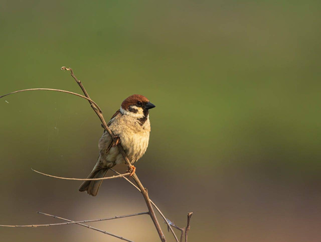 ilustrasi burung pipit (Pexels)