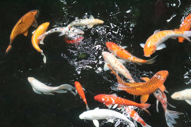 Ilustrasi Apakah Koi Makan Ikan Kecil? Sumber: Unsplash