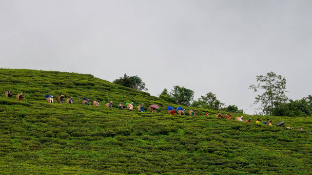 Kebun Teh di Pangalengan. Foto hanya ilustrasi, bukan tempat sebenarnya. Sumber: Unsplash/Swati Kedia