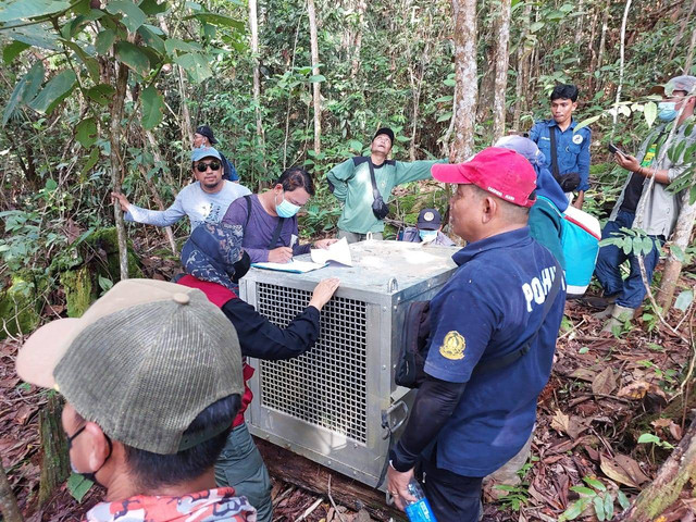 Kolaborasi para pihak saat menyelamatkan dan translokasi orangutan, Jumat (26/6). (Foto : Erik Sulidra/Yayasan Palung).