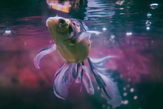 ilustrasi ikan mas koki (Unsplash)