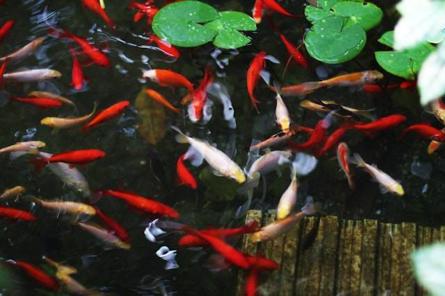 Cara Agar Ikan Mas Koki Cepat Bertelur. Foto Hanya Ilustrasi. Sumber Foto: Unsplash.com/Julia Stepper