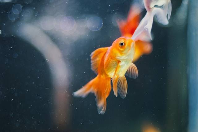 Cara Mengawinkan Ikan Mas Koki Jantan dan Betina. Foto Hanya Ilustrasi. Sumber Foto: Unsplash.com/shuvrodeep dutta