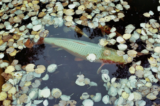 Ilustrasi Makanan Anak Ikan Gabus. Sumber: Unsplash