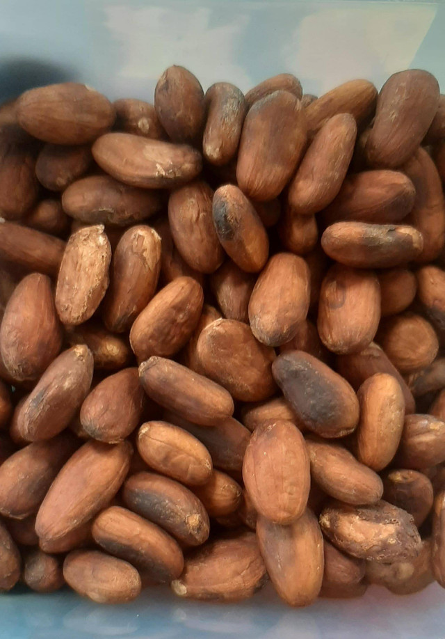 Biji kakao yang telah difermentasi dan dikeringkan. Sumber: Dokumentasi Pribadi (2024)