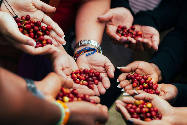 People Holding Coffee Seeds. Photo by Julian Jimenez Martinez from Pexels: https://www.pexels.com/photo/people-holding-coffee-seeds-9378724/