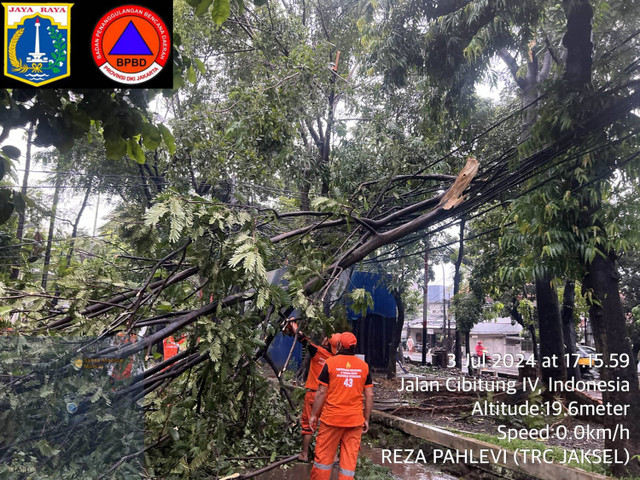 Pohon tumbang akibat angin kencang di Jakarta, Rabu (3/7/2024). Foto: Dok. BPBD DKI Jakarta