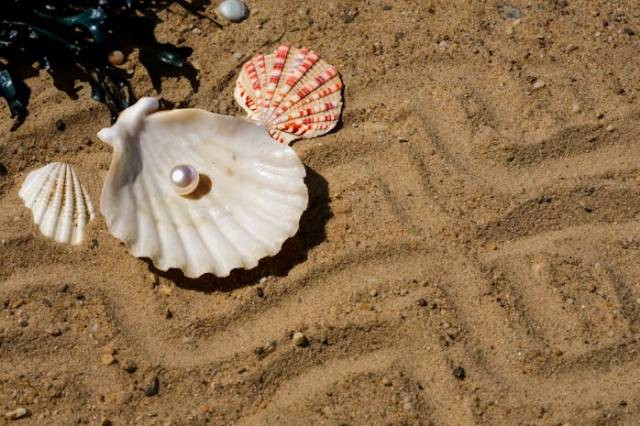 Ilustrasi kerang penghasil mutiara, sumber foto: Ylanite Koppens by pexels.com