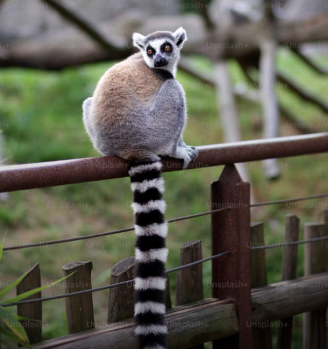 https://unsplash.com/photos/a-lemur-sitting-on-top-of-a-wooden-fence-4IYbykQnR1Y