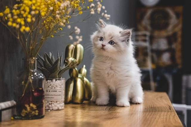 Ilustrasi cara agar kucing nyaman dengan kita. Foto: Steve Tsang/Unsplash