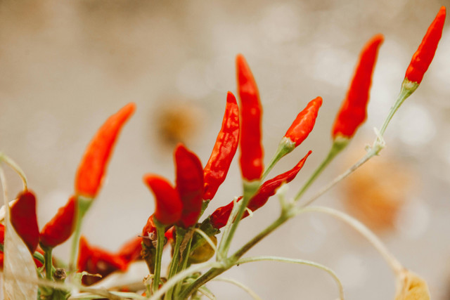 Foto Hanya Ilustrasi: Penyebab Tanaman Cabai Bule. Sumber: ROMAN ODINTSOV/Pexels.com