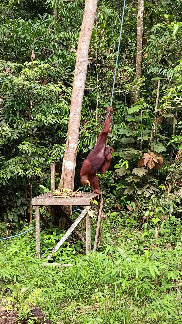 Mengunjungi Semenggoh Wildlife Center di Kota Kuching, Sarawak, Malaysia. Foto: Aprilandika Pratama/kumparan