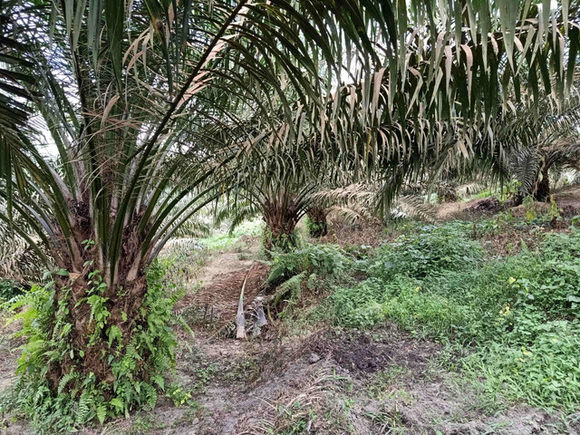 Perkebunan kelapa sawit. Sumber: Dokumen pribadi