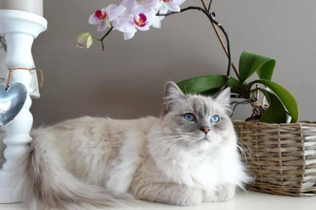 Ilustrasi doa kucing melahirkan, sumber foto: Pixabay by pexels.com