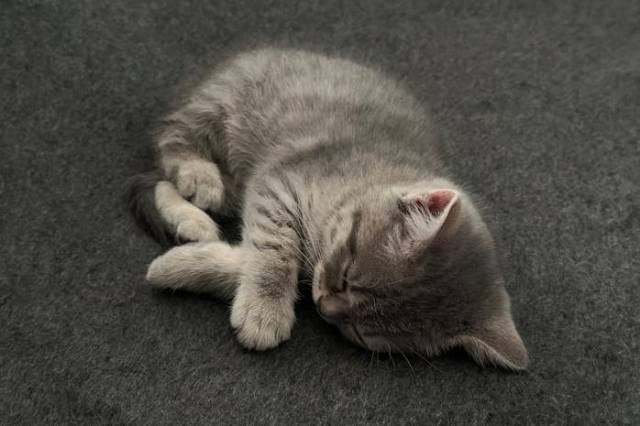 Ilustrasi bagaimana cara mengetahui jumlah anak kucing dalam kandungan?, sumber foto: oday by pexels.com