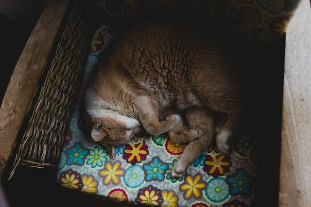 Ilustrasi Doa Kucing Hilang. Foto: dok. Unsplash/Jannik Selz