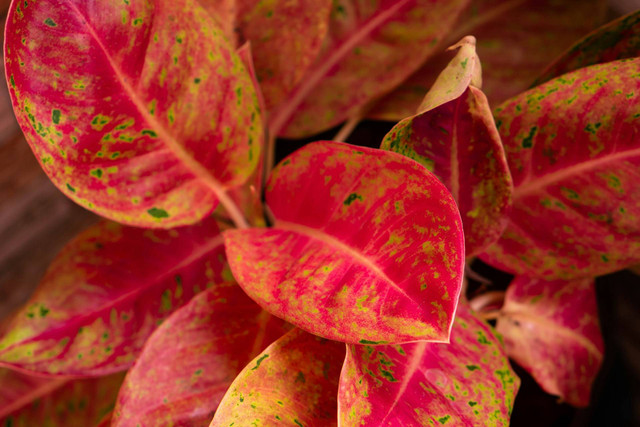 Ilustraasi aglonema merah. Sumber foto: Unsplash