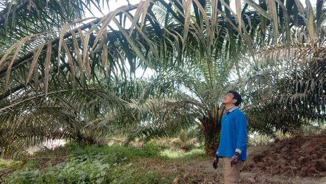 Perkebunan kelapa sawit. Sumber: Dokumen pribadi