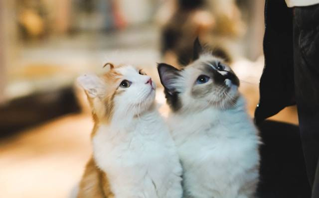 Ilustrasi pertanyaan untuk adopsi kucing. Foto: Kelly/Unsplash