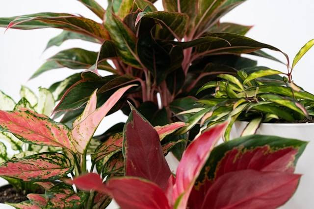 Manfaat Aglonema dalam Ruangan. Foto Hanya Ilustrasi. Sumber Foto: Unsplash.com/feey