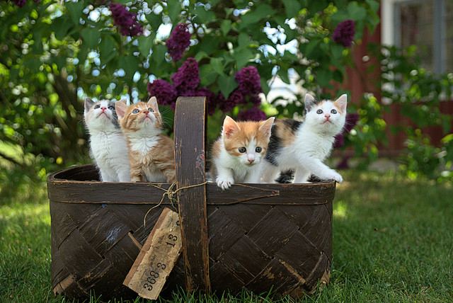 Ilustrasi Perbedaan Adopsi dan Beli Kucing. Sumber: Unsplash