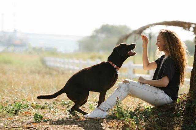 Ilustrasi alasan anjing meraung, sumber foto: Blue Bird by pexels.com