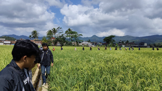 Hamparan persawahan di Kasepuhan Citorek, Kabupaten Lebak. Dokumentasi Pribadi