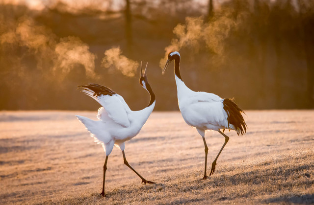 Ilustrasi hukum makan daging burung bangau, sumber: unsplash/SammyWong