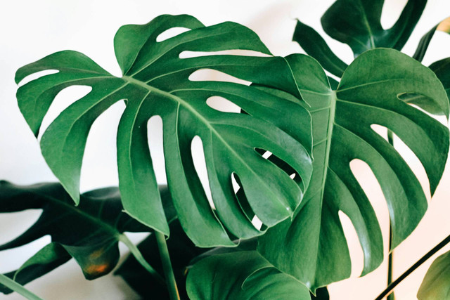 Ilusttrasi monstera. Sumber foto: Unsplash