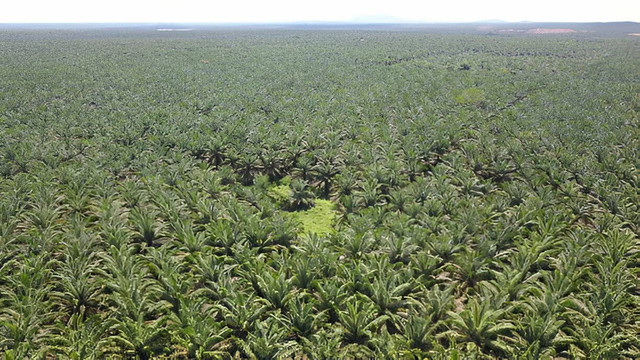 Lanskap perkebunan kelapa sawit. Sumber: https://www.istockphoto.com