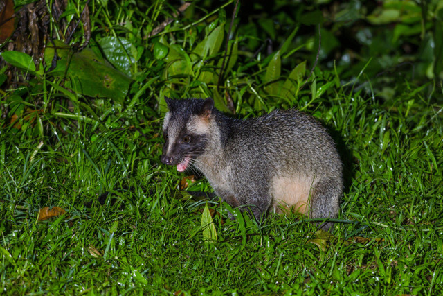 Ilustrasi Musang Bulan. Foto: Shutterstock