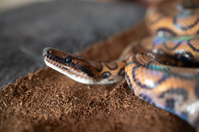 Ular boa pelangi.  Foto: Shutterstock