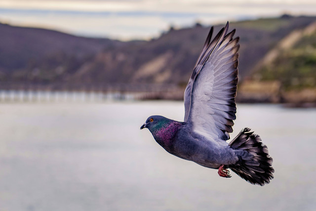 Ilustrasi Cara Burung Menyesuaikan Diri dengan Lingkungannya. Sumber: Unsplash