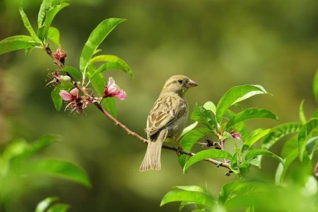 Ilustrasi penyebab ekor burung rusak, sumber foto: daniyal ghanavati by pexels.com