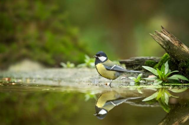 Ilustrasi penyebab burung tidak bisa terbang, sumber foto: Monique Laats by pexels.com