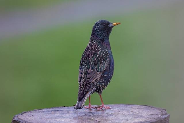 Ilustrasi Penyebab Burung Jalak Malas Bunyi. Foto: dok. Unsplash/Pete Godfrey