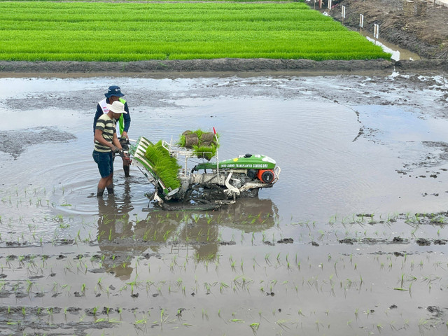 Lahan pertanian di Kampung Telaga Sari, Distrik Kurik, Merauke. Foto: Dok. Kementan