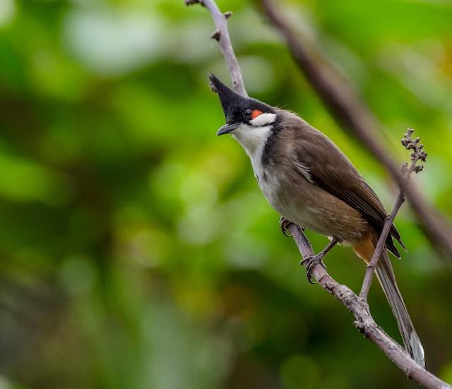 Ilustrasi Cara Burung Trucukan agar Rajin Bunyi. Foto: dok. Unsplash/Dominik Scythe