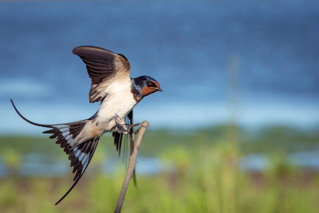 Ilustrasi Cara Usaha Burung Walet. Foto: dok. Unsplash/Vincent van Zalinge