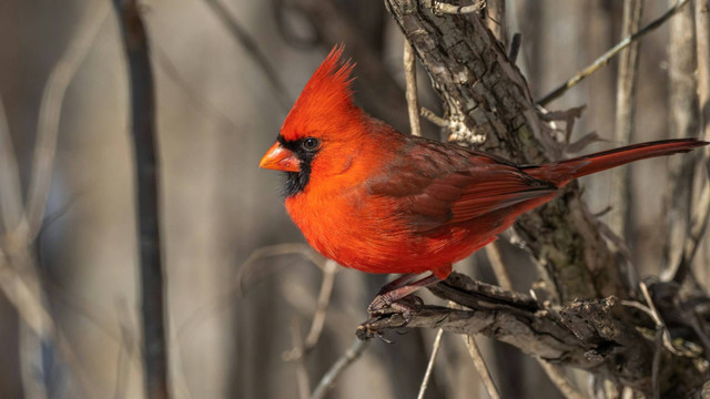 Ilustrasi anis merah. Sumber foto: Unsplash