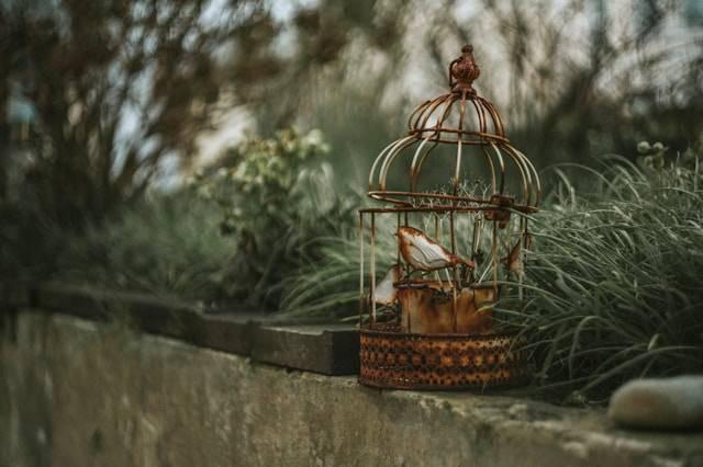 Ilustrasi Cara Mengkrodong Burung yang Benar. Foto: dok. Unsplash/Zoltan Tasi